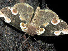 <i>Thyatira batis</i> (Drepanidae - Eulenspinner und Sichelflügler) - Roseneule; Foto: A. Jagel