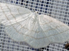 Cabera pusaria (Geometridae - Spanner) - Weißstirn-Weißspanner; Foto: A. Jagel