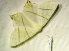 <i>Ourapteryx sambucaria</i> (Geometridae - Spanner) - Holunderspanner; Foto: A. Jagel
