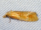 <i>Phtheochroa inopiana</i> (Tortricidae - Wickler) - Feldbeifuß-Wickler; Foto: A. Jagel