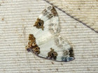<i>Plemyria rubiginata</i> (Geometridae - Spanner) - Milchweißer Bindenspanner; Foto: A. Jagel