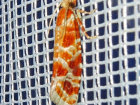 <i>Rhyacionia pinicolana</i> (Tortricidae - Wickler) - Kieferntriebwickler; Foto: A. Jagel