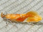 <i>Epicallima formosella</i> (Oecophoridae - Faulholzmotten) - Apfelbaum-Faulholzmotte; Foto: A. Jagel