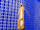 <i>Catoptria pinella</i> (Crambidae - Rüsselzünsler)- Trockenwald-Mooszünsler; Foto: A. Jagel