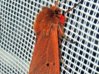 <i>Phragmatobia fuliginosa</i> (Erebidae - Eulenfalter) - Zimtbär; Foto: A. Jagel