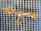 <i>Cnaemidophorus rhododactyla</i> (Pterophoridae - Federmotten) - Rosen-Federmotte; Foto: A. Jagel