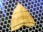 <i>Herminia grisealis</i> (Erebidae - Eulenfalter) - Bogenlinien-Spannereule; Foto: A. Jagel