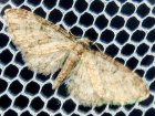 <i>Eupithecia inturbata</i> (Geometridae - Spanner) - Feldahorn-Blütenspanner; Foto: A. Jagel