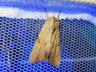 <i>Apamea lithoxylea</i> (Noctuidae - Eulenfalter) - Weißlichgelbe Grasbüscheleule; Foto: A. Jagel
