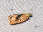 <i>Acleris forsskaleana</i> (Tortricidae - Wickler) - Ahorn Spinnerwickler; Foto: A. Jagel