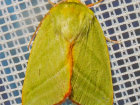 i>Pseudoips prasinana</i> (Noctuidae - Eulenfalter) - Buchen-Kahneule; Foto: A. Jagel