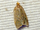 <i>Ptycholoma lecheana</i> (Tortricidae - Wickler) - Schein-Prachtwickler; Foto: A. Jagel
