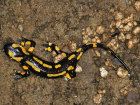 <i>Salamandra salamandra</i> (L.) (Salamandridae - Echte Salamander) - Feuersalamander; Verbreitung: Europa - Foto: Klaus Dieter Kaufmann