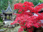 Der Chinesische Garten im Herbst - Foto: Wolfgang Stuppy; ©RUB