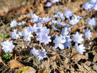 <i>Hepatica nobilis</i> Schreb. (syn. <i>Anemone hepatica</i> L. Ranunculaceae) - Leberblümchen; Heimat: Europa bis Sibirien - Foto: Wolfgang Stuppy; ©RUB