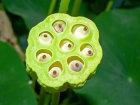 Frucht von <i>Nelumbo nucifera</i> Gaertn. (Nelumbonaceae) - Indische Lotosblume; Heimat: Asien, Australien - Foto: Wolfgang Stuppy; ©RUB