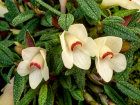 <i>Dendrobium cuthbertsonii</i> F.Muell. (Orchidaceae); Heimat: Neuguinea bis Bismarck Archipel - Foto: Wolfgang Stuppy; ©RUB