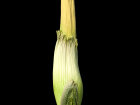 <i>Amorphophallus titanum</i> (Becc.) Becc. (Araceae) - Titanenwurz; Heimat: Sumatra (Indonesien) - Foto: Wolfgang Stuppy; ©RUB