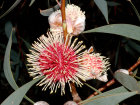 <i>Hakea laurina</i> R.Br. (Proteaceae) - Nadelkissen-Hakea; Heimat: endemisch in West-Australien - Foto: Wolfgang Stuppy; ©RUB