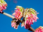 <i>Parrotia persica</i> C.A.Mey. (Hamamelidaceae) - Persischer Eisenholzbaum; Heimat: Südost-Aserbaidschan bis Nord-Iran - Foto: Wolfgang Stuppy; ©RUB