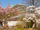 Magnolienblüte im Botanischen Garten - Foto: Wolfgang Stuppy; ©RUB