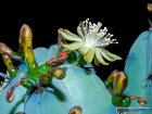 <i>Myrtillocactus geometrizans</i> (Mart. ex Pfeiff.) Console (Cactaceae); Heimat: Mexiko - Foto: Wolfgang Stuppy; ©RUB