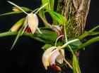 <i>Coelogyne xyrekes</i> Ridl. (Orchidaceae); Heimat: Thailand bis Sumatra - Foto: Wolfgang Stuppy; ©RUB