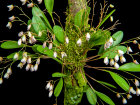 <i>Pabstiella elegantula</i> (Cogn.) Luer (Orchidaceae); Heimat: Brasilien (Rio de Janeiro, São Paulo) - Foto: Wolfgang Stuppy; ©RUB