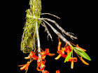 <i>Dendrobium unicum</i> Seidenf. (Orchidaceae); Heimat: Indochina (Laos, Thailand, Vietnam) - Foto: Wolfgang Stuppy; ©RUB