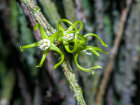 <i>Cynanchum marnierianum</i> Rauh (Apocynaceae); Heimat: Madagaskar - Foto: Wolfgang Stuppy; ©RUB