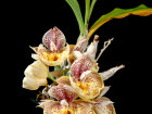 <i>Catasetum pileatum</i> Rchb.f. (Orchidaceae); Heimat: Trinidad bis Ecuador - Foto: Wolfgang Stuppy; ©RUB