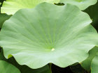 Blatt von <i>Nelumbo nucifera</i> Gaertn. (Nelumbonaceae) - Indische Lotosblume; Heimat: Asien, Australien - Foto: Wolfgang Stuppy; ©RUB