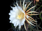 <i>Selenicereus grandiflorus</i> (L.) Britton & Rose (Cactaceae) - Königin der Nacht; Heimat: Mexiko bis Guatemala und nördliche Karibik - Foto: Wolfgang Stuppy; ©RUB 