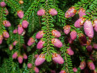 Männliche Zapfen von <i>Picea orientalis</i> (L.) Peterm. (Pinaceae) - Kaukasus-Fichte; Heimat: Nord-Türkey bis Kaukasus - Foto: Wolfgang Stuppy; ©RUB