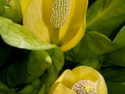 <i>Lysichiton americanus</i> Hultén & H.St.John (Araceae) - Amerikanischer Stinktierkohl, Amerikanischer Riesenaronstab, Gelbe Scheinkalla; Heimat: Alaska bis westliche USA