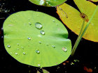 "Lotus-Effekt" bei Blättern von <i>Nelumbo nucifera</i> Gaertn. (Nelumbonaceae) - Indische Lotosblume; Heimat: Asien, Australien - Foto: Wolfgang Stuppy; ©RUB