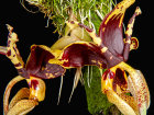 <i>Stanhopea tigrina </i>var.<i> nigroviolacea</i> C.Morren (Orchidaceae); Heimat: Mexiko (Veracruz, Hidalgo) - Foto: Wolfgang Stuppy; ©RUB