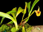 <i>Maxillaria macrantha</i> (Barb.Rodr.) Molinari (Orchidaceae); Heimat: Südamerika (Guyana bis Brasilien) - Foto: Wolfgang Stuppy; ©RUB