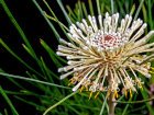 <i>Isopogon dawsonii</i> R.T.Baker (Proteaceae) - Nepean Cone Bush; Heimat: New South Wales (Australien). - Foto: Wolfgang Stuppy; ©RUB