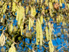 <i>Corylus avellana 'Contorta'</i> L. (Betulaceae) - Korkenzieherhasel, Zuchtform der Gemeinen Hasel - Foto: Wolfgang Stuppy; ©RUB