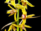 <i>Xylobium subintegrum</i> C.Schweinf. (Orchidaceae); Heimat: Süd-Ecuador bis Bolivien - Foto: Wolfgang Stuppy; ©RUB