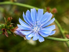 <i>Cichorium intybus</i> L. (Asteraceae) - Gemeine Wegwarte; Heimat: Eurasien und Nordafrika - Foto: Wolfgang Stuppy; ©RUB