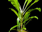 <i>Myrmephytum selebicum</i> (Becc.) Becc. (Rubiaceae); Heimat: Philippinen bis Sulawesi - Foto: Wolfgang Stuppy; ©RUB