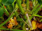 <i>Arachis hypogaea</i> L. (Fabaceae) - Erdnuss; Heimat: Zentral-Brasilien - junge Frucht auf dem Weg in die Erde - Foto: Wolfgang Stuppy; ©RUB