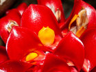 <i>Tapeinochilos ananassae</i> (Hassk.) K.Schum. (Costaceae) - Heimat: Maluku (Molukken) bis Nord-Queensland - Foto: Wolfgang Stuppy; ©RUB
