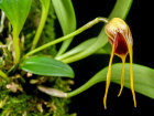 <i>Masdevallia arangoi</i> Luer & R.Escobar (Orchidaceae); Heimat: Kolumbien - Foto: Wolfgang Stuppy; ©RUB