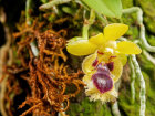 <i>Gastrochilus retrocallus </i> (Hayata) Hayata (Orchidaceae); Heimat: Nansei-Inseln bis Taiwan - Foto: Wolfgang Stuppy; ©RUB