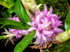 <i>Dendrobium bracteosum</i> var. <i>tanii</i> (unveröffentlichter Name, Orchidaceae); Heimat: Maluku (Mollukken) - Foto: Wolfgang Stuppy; ©RUB