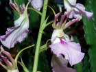 <i>Eulophia guineensis</i> Lindl. (Orchidaceae); Heimat: Kap Verde, tropisches Africa bis Botswana, Arabische Halbinsel - Foto: Wolfgang Stuppy; ©RUB