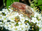 <i>Melolontha melolontha</i> Fabricius (Scarabaeidae - Blatthornkäfer) - Feld-Maikäfer; Verbreitung: Europa - Foto: Wolfgang Stuppy; ©RUB